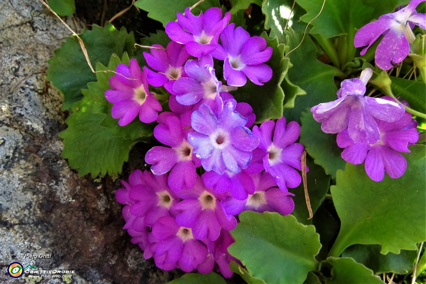 20 Fiori roseo-porporini di  primula irsuta (Primula hirsuta) .JPG